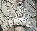 Paris-Lodron'sches Wappen auf der Nonnbergbastei