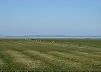 Wattenmeer