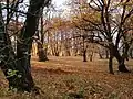 Normafa im Herbst