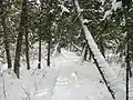 Ein Abschnitt im Brule River State Forest.