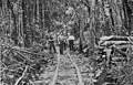 J. L. Howard’s Timber Tram zweigte bei King’s Siding ab
