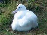Albatrossküken auf Taiaroa Head