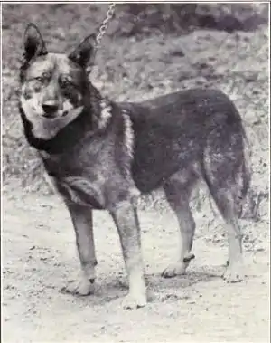 Gråhund
