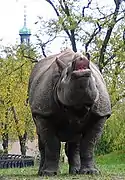 Rhinoceros unicornis