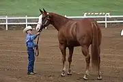 Minimaler Rabicano