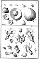 Tafel 5:„Icaco“„Besleria“