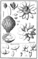 Tafel 7:„Magnolia“„Hypericoides“