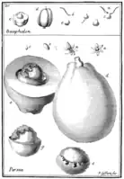 Tafel 20:„Bucephalon“„Persea“