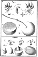 Tafel 21:„Tapia“„Ximenia“