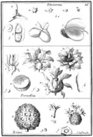 Tafel 26:„Dioscorea“„Pereskia“„Roioc“