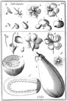 Tafel 32:„Iabotapia“„Ceiba“