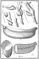 Tafel 34:„Musa“