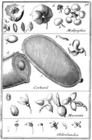 Tafel 36:„Malpighia“„Courbaril“„Maranta“„Oldenlandia“