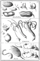 Tafel 37:„Arachidna“„Lonicera“„Isora“