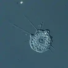 2019 Nuclearia thermophila