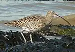 Großer Brachvogel