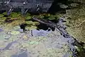 Nutria am Westufer des Sonnensees zwischen Algen, Seerosenblättern