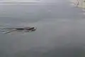 Nutria durchschwimmt den Sonnensee zu seiner Wasserweide.