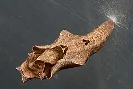 Puppe dorsal