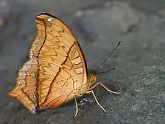 Flügelunterseite Männchen (Monsunzeit)