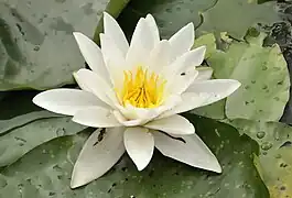 2017 Weiße Seerose