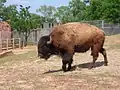 Amerikanischer Bison