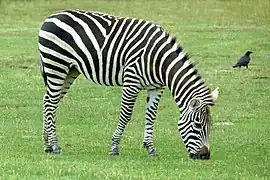Zebra