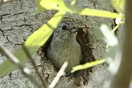 Schlichtmeise (Baeolophus inornatus):an der Bruthöhle