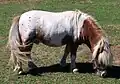 Miniatur horse