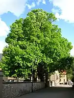 Naturdenkmal: Baumgruppen auf dem Friedhof