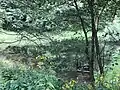 Oberer Engelsburger Teich (2019), stark verwildert