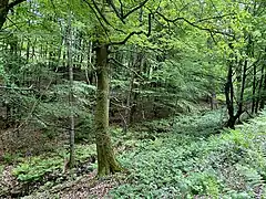 NSG Daipenbecke