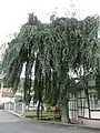 Trauerbuche