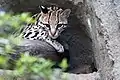 Ozelot (Leopardus pardalis)