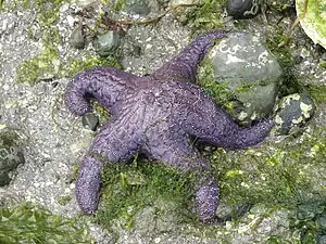 Pisaster ochraceus (Asteriidae)