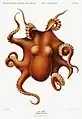 Oktopus