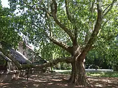 Morgenländische Platane