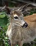 Cephalophus natalensis