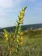 Gelber Zahntrostder Raupen)