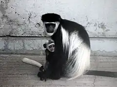 Mantelaffe (Colobus guereza) mit Jungtier