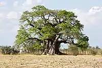 Affenbrotbaum OkahaoOkahao Baobab
