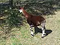 Okapi