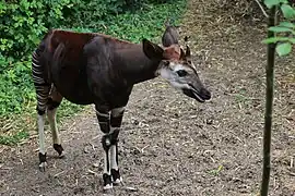 Okapi