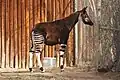 Okapi