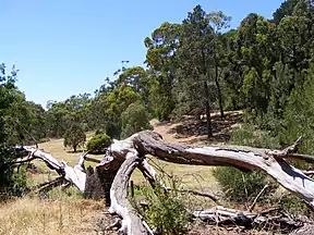 Belair-Nationalpark