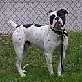 Olde English Bulldogge