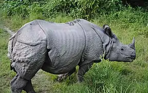 Panzernashorn im Bardia-Nationalpark