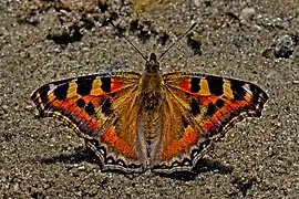 Aglais caschmirensis