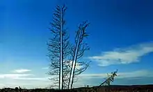 Opened Logpole-Pines, 2000