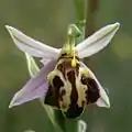 Ophrys apiferavar. botteronii